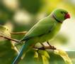 Green parakeet
